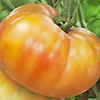 Tomato Big Rainbow